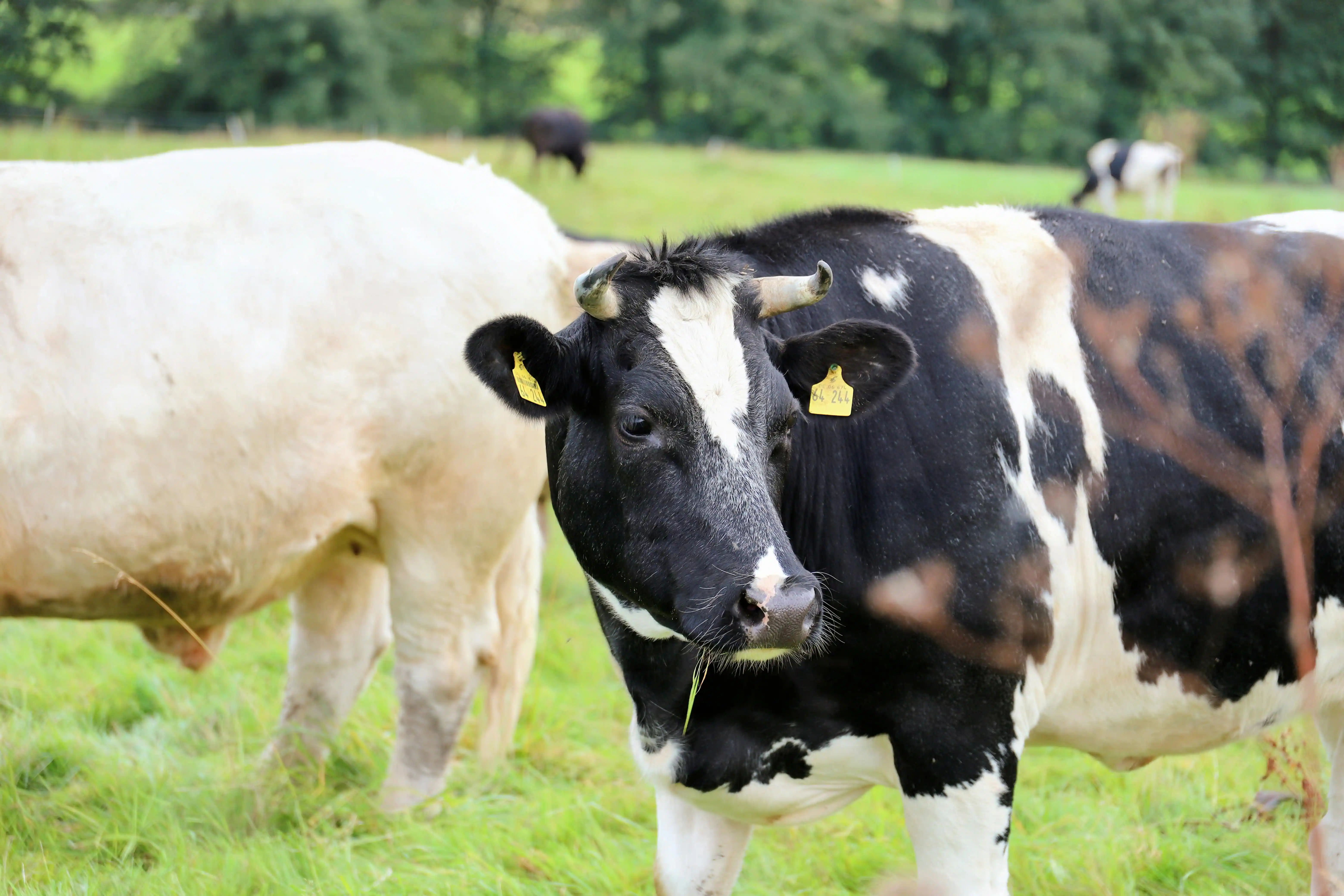 equipos para leche